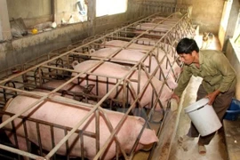 Vietnam impulsa el desarrollo de industria ganadera 