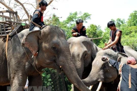 Vietnam desarrollará modelo turístico amigable con elefantes