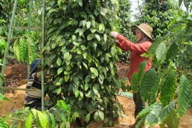 Exportaciones de pimienta vietnamita generan más de 138 millones de dólares 