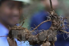 Provincia vietnamita promueve en exhibición ventajas del ginseng Ngoc Linh para la salud