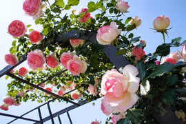Rosas de Bulgaria embellecerán a capital de Vietnam 