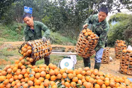 Proyecto de agricultura apoya a personas pobres en provincia vietnamita
