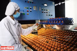 Primeros lotes de huevos limpios de la fábrica más grande de Vietnam