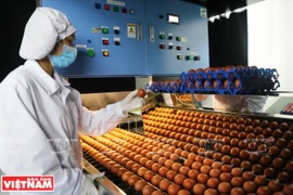 Primeros lotes de huevos limpios de la fábrica más grande de Vietnam