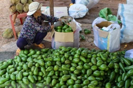 Localidades altiplánicas de Vietnam impulsan la siembra de frutas 