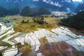 Vietnam se esfuerza por minimizar pérdidas de cosechas ante intensas precipitaciones 