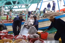 Vietnam trabaja por levantar tarjeta amarilla aplicada por UE a su sector acuícola