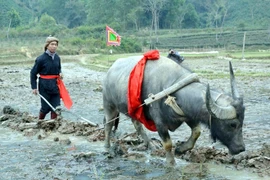 Festival “Long tong”: rasgo particular de la minoría Tay en Vietnam