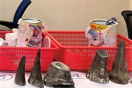 Incautan en el aeropuerto vietnamita de Tan Son Nhat 12 cuernos de rinoceronte 