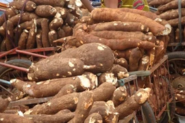 Tailandia exportará 1,5 millones de toneladas de yuca
