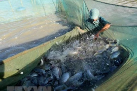Medio Oriente, mercado potencial para los mariscos vietnamitas