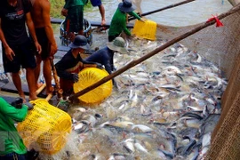 Empresas vietnamitas enfrentan dificultades al exportar productos acuáticos a la UE 