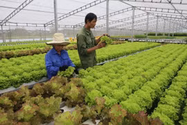 Introducen tecnologías de cultivo de verduras limpias de Vietnam en Singapur