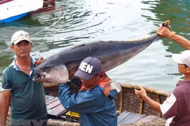 Exportación de mariscos de Vietnam podría aumentar 13 por ciento en el tercer trimestre