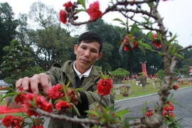 El placer de cuidar árboles de melocotón en Vietnam
