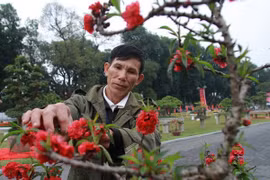 El placer de cuidar árboles de melocotón en Vietnam