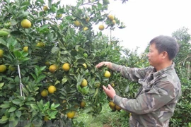Naranjas de Cao Phong serán servidas en vuelos de Vietnam Airlines