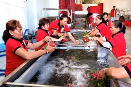 Can Tho promueve el espíritu emprendedor entre los agricultores
