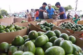 Productos agrícolas vietnamitas buscan ganar terreno en mercado tailandés