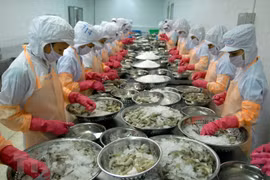  Vietnam enfrenta barreras técnicas en exportaciones de camarones a Corea del Sur