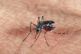 Declaran emergencia sanitaria por malaria en isla indonesia de Lombok