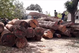 Vietnam y Camboya trabajan contra el comercio ilegal de madera