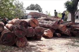 Vietnam y Camboya trabajan contra el comercio ilegal de madera