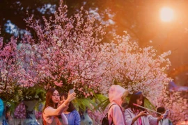 Festivales de flores de cerezo marcan aniversario de relación Japón- Vietnam