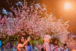 Festivales de flores de cerezo marcan aniversario de relación Japón- Vietnam