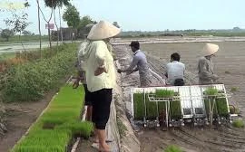 Impulsan mecanización en la producción de arroz en Hanoi
