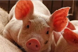 Vietnam está libre de peste porcina africana, confirma su Ministerio de Agricultura y Desarrollo Rural