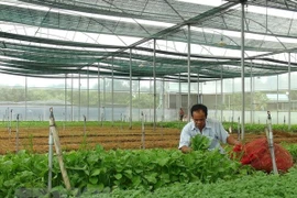 Agricultura inteligente: oportunidades y desafíos para Vietnam