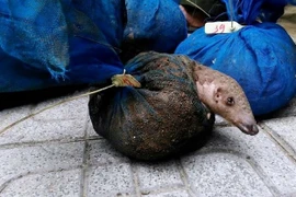 Vietnam perfecciona capacidad judicial sobre comercio ilegal de animales salvajes 