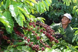 Café de Vietnam busca itinerario para la promoción de marca nacional 