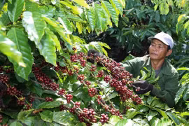 Café de Vietnam busca itinerario para la promoción de marca nacional 