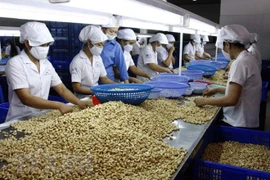 Ministerio de Agricultura llama a elevar calidad de anacardo vietnamita 
