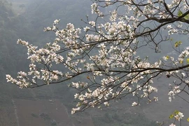 Festival de flor de Bauhinia blanca, símbolo de noroeste de Vietnam 