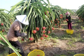EVFTA facilita entrada en mercados europeos de productos agrícolas vietnamitas 