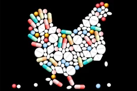 FAO: Sudeste de Asia- "punto candente" para abuso de antibióticos