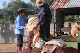 Exportaciones de café de Vietnam alcanzan mil millones de dólares en primer trimestre 