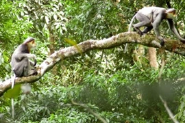 Provincia vietnamita emprende proyecto para proteger especie amenazada de primate