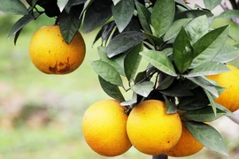 Naranja Vinh, especialidad de la provincia vietnamita de Nghe An