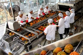 En tendencia alcista exportaciones vietnamitas de verduras y frutas