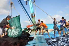 Barcos pesqueros de Vietnam laboran apegados a la ley desde principios de año 