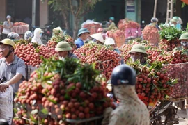 Lichi vietnamita recibe excelente acogida por consumidores en Malasia 