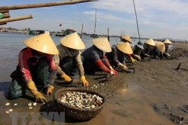Da Nang acelera la preservación de aldeas de pescadores antiguas para disparar el turismo