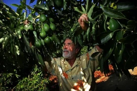 Vietnam busca aumentar con México el intercambio de productos agroalimentarios