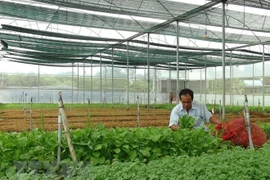 Vietnam busca reforzar marca nacional de productos hortofrutícolas