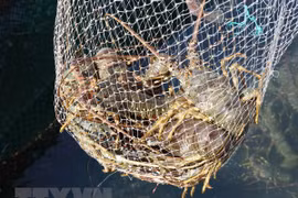 Muchos desafíos aguardan la exportación de camarón de Vietnam a Estados Unidos