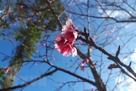 Cultivan árboles de cerezo en Bac Ninh como muestra de la amistad Vietnam- Japón